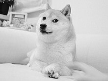 Doge原型柴犬かぼす去世